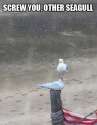 seagull.jpg