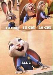 why the rabbit.jpg