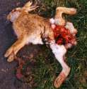 rabbit2.jpg