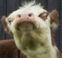Moo.png