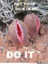 plant.jpg