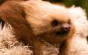 fluffy_sloth.jpg