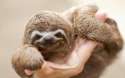 sloth_getting_up_to_no_good.jpg