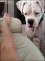vicious dog attack.gif