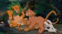 175735_Meowz_simba_nalavsmeowz.jpg