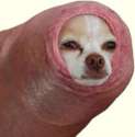 dankdoggo.jpg