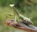 praying mantis.jpg