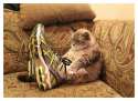 20-cute-photos-of-animals-wearing-shoes-12.jpg
