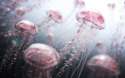jellyfish_digital_artwork-wide.jpg