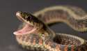 400_300_2013_year_of_the_snake_list_64139_600x450_.jpg