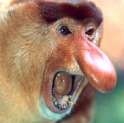 proboscis_monkey1.jpg