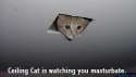 ceiling_cat.jpg