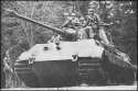tiger2_in_action.jpg