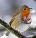 birds-with-arms-101.jpg