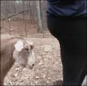 4ducky-tumblr-tumblr-nxh80qrqgl1tlb56zo1-400.gif