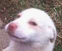 watdoggo.jpg
