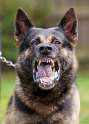 SNF29DOG2-_1537985a.jpg