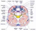 C6-section.png