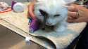 cat-with-arrow-in-its-eye.jpg.hashed.90facf2e.desktop.story.inline.png