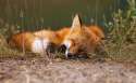 Red_fox_wallpapers_19.jpg