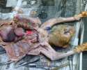 Cat-Dissection.jpg