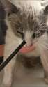 cat-arrow-4.jpg