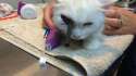 cat-with-arrow-in-its-eye.jpg.hashed.90facf2e.desktop.story.inline.jpg