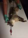 cat-arrow-shot-2.png