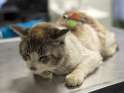 cat-found-with-arrow-through-its-body-68300113206ae771.jpg