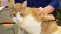 cat-pierced-by-arrow-eb41af85d43b7049.jpg
