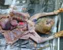 Cat-Dissection.png