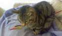 dave-the-cat-pic-masons-image-1-883608721.png