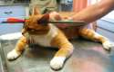 cat-arrow_1475089i.png
