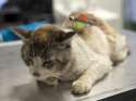 cat-found-with-arrow-through-its-body-68300113206ae771.png