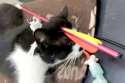 PAY-Lionel-the-cat.png
