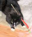 cat_arrow_photo.png