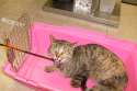 cat_shot_with_arrow.jpg