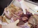 thoraciccavity2.jpg