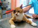 alg-brownie-cat-arrow-jpg.jpg