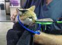 Kitten-Arrow-2-10.03.12.jpg