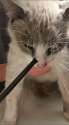 cat-arrow-4.jpg