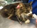 FalmouthCatShotWithArrow0113.jpg