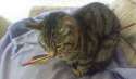 dave-the-cat-pic-masons-image-1-883608721.jpg
