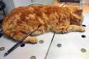 cat-2.jpg