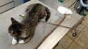 cat-arrow.jpg