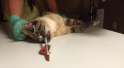 arrow-cat-arrow-arrow.jpg