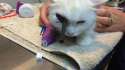 cat-with-arrow-in-its-eye.jpg.hashed.90facf2e.desktop.story.inline.jpg