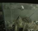 1460655337686.gif