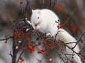 Albino squirrel - Imgur.png