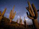 saguaro-arizona-richardson_63204_600x450.jpg